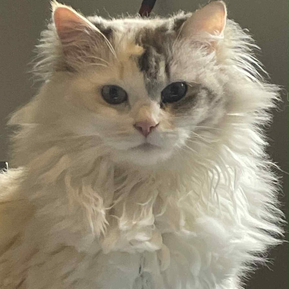 Meet your Posher, Murat